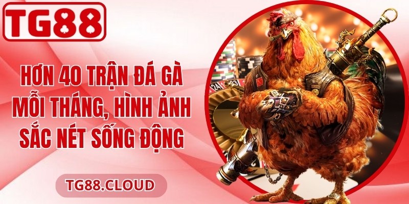 Hơn 40 trận đá gà mỗi tháng, hình ảnh sắc nét sống động